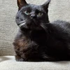 yuyuseverus