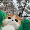 みぃ