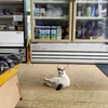 豆