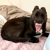 オトハ