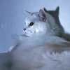 po