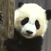 まめぱんだ