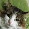 りり