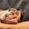 映画の申し子