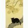 黒猫の白