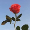 SHE