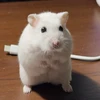 にわか