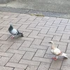 のこ