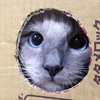 けーすけ