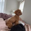 猗窩座