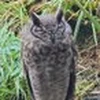 ものいい