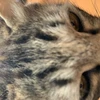 doragonosuke