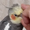 さるやん