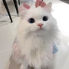 さばの塩焼き