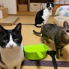 よつば