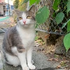 やきねこ