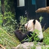 ねこばん