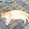 ななこ