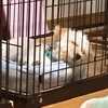 ままちゃん