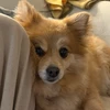 すず