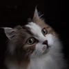 schuschu