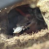 ゆう