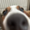 さとり