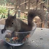 ぺんさん