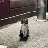 真加部