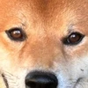 しゅうと