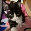 ほく