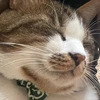 お米