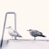 birdie