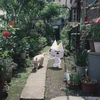 がーん