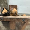 ふか
