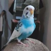 のん