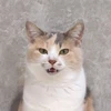 さよこ