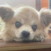 まちゃ