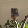 ひば