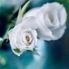白薔の勇者ルーン