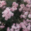 よつば