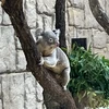 koala0865