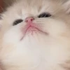 ぼにゃーる