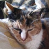 まだらねこ