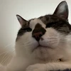 リュウ