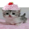 grrrmeow
