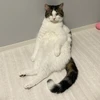 あやめ