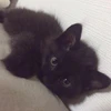 かつら