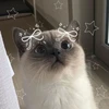 きゃな