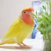 ぽ